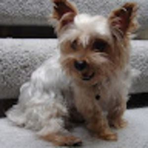 Meet your Posher, Robotichawk